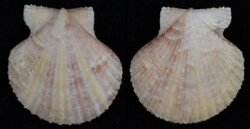 Aequipecten opercularis fma audouini