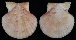 Aequipecten opercularis fma audouini