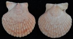 Aequipecten opercularis fma audouini