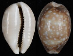 Lyncina vitellus
