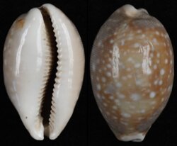 Lyncina vitellus