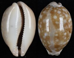 Callistocypraea nivosa
