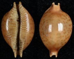 Pustularia globulus sphaeridium