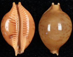 Pustularia globulus sphaeridium