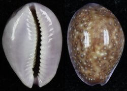 Naria poraria