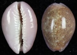 Naria poraria