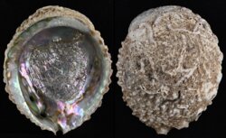 Haliotis corrugata