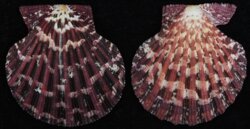 Gloripallium pallium