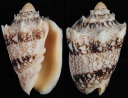 Cymbiola chrysostoma