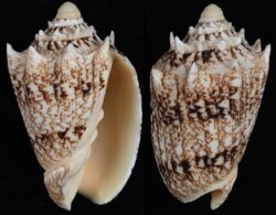 Cymbiola chrysostoma