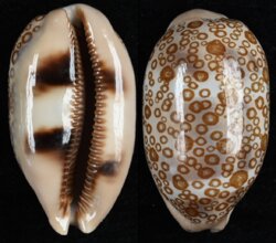 Arestorides argus argus