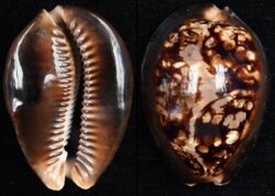 Mauritia mauritiana