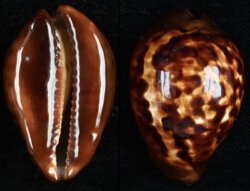 Zoila decipiens decipiens