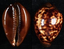 Zoila decipiens decipiens