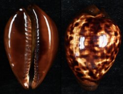 Zoila decipiens decipiens
