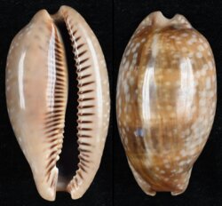Macrocypraea cervinetta cervinetta