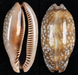 Macrocypraea cervinetta cervinetta