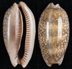 Macrocypraea cervinetta cervinetta