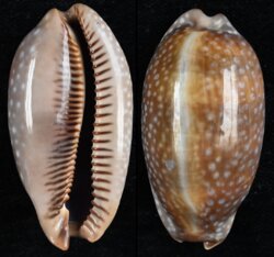 Macrocypraea cervinetta cervinetta