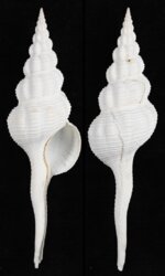 Fusinus marisinicus