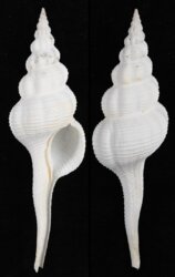 Fusinus marisinensis
