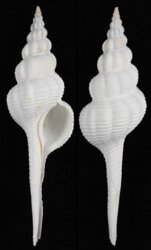 Fusinus marisinensis