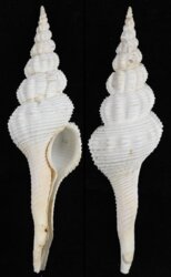 Fusinus forceps