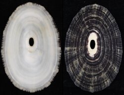 Fissurella picta