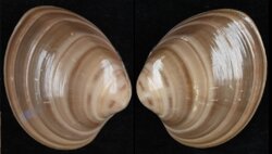 Megapitaria squalida