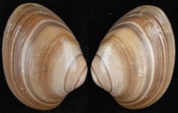 Megapitaria squalida