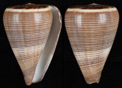 Dendroconus loroisii fma insignis