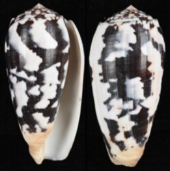 Pionoconus striatus striatus