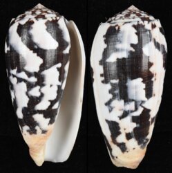 Pionoconus striatus striatus