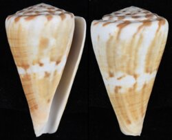 Rhizoconus namocanus