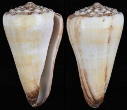 Fraterconus distans