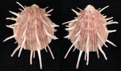 Spondylus regius