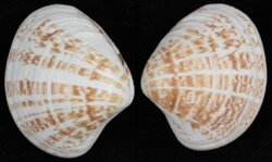 Pitar fulminatus