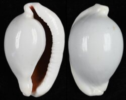 Ovula ovum