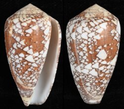 Darioconus behelokensis