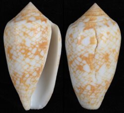 Cylinder archiepiscopus fma verriculum