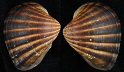 Senilia senilis