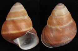 Helicostyla cf. rufogastra