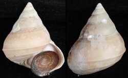 Ginebis argenteonitens fma convexiuscula