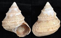 Ginebis argenteonitens fma hirasei