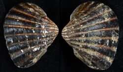 Senilia senilis