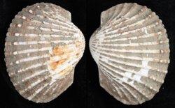 Anadara granosa