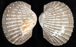 Anadara granosa