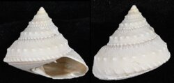 Lischkeia alwinae