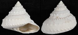 Lischkeia alwinae