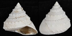 Lischkeia alwinae